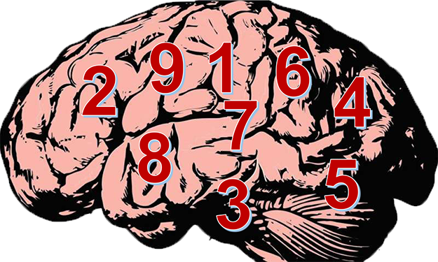 brain