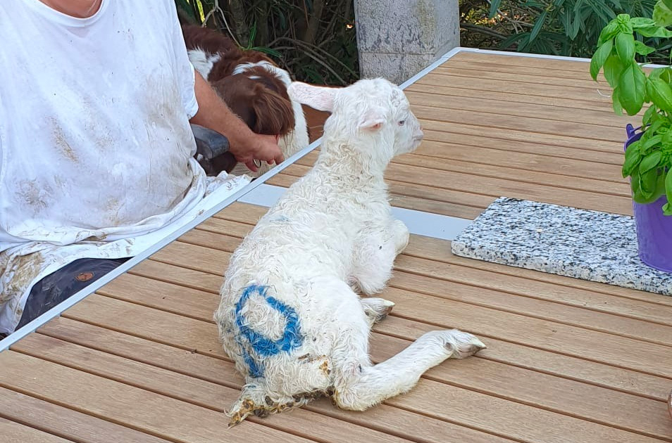 lammetje moos