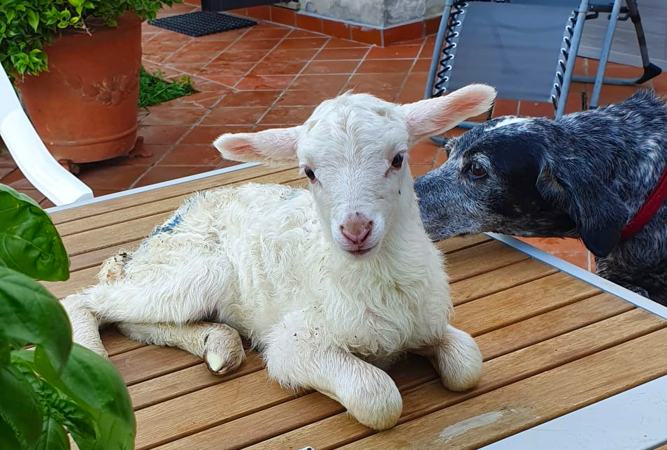 lammetje tafel