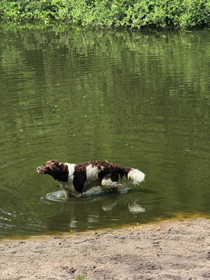 Moos water